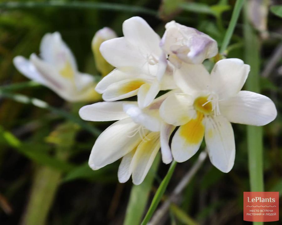 Freesia refracta