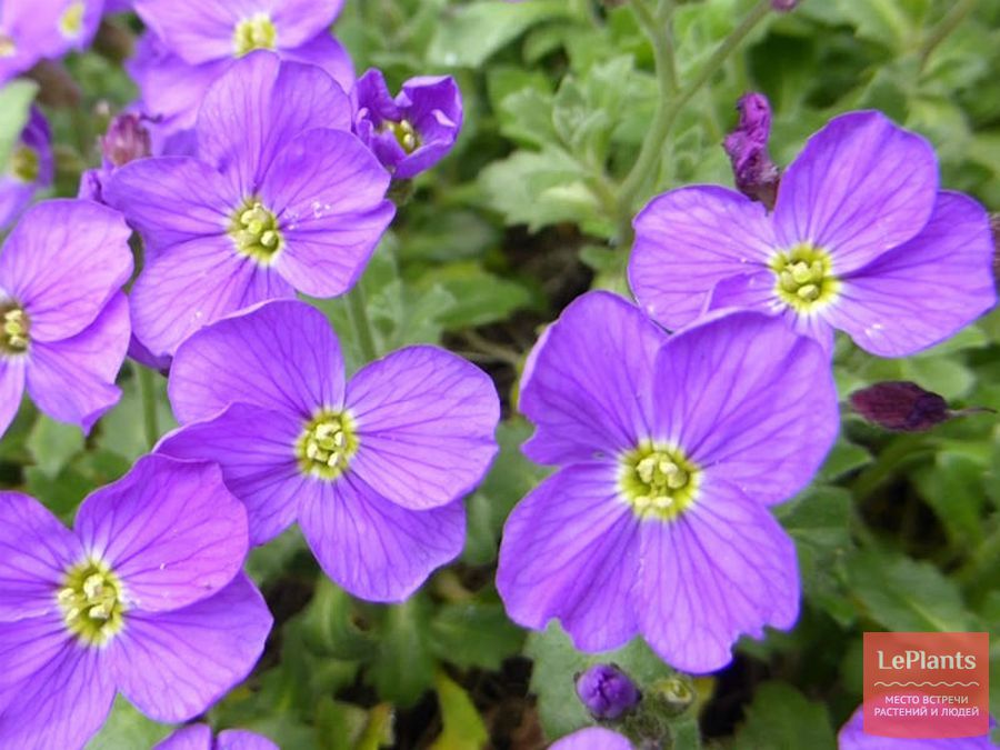 Aubrieta deltoidea
