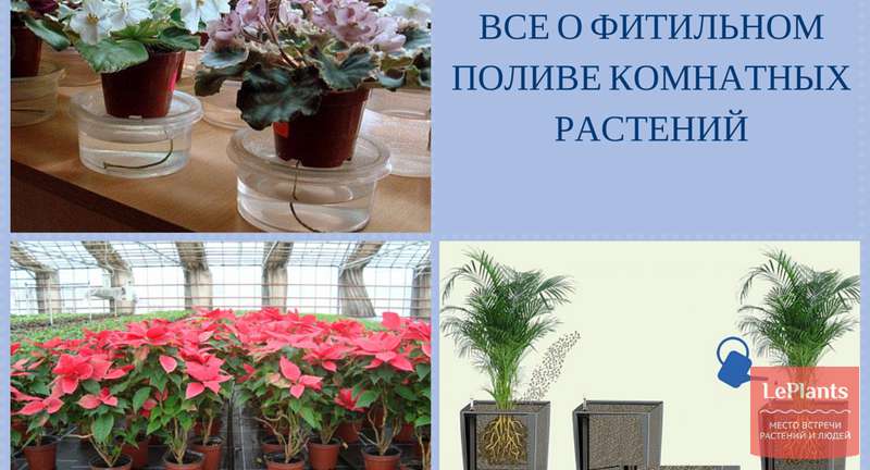 Все, что нужно знать о фитильном поливе комнатных растений