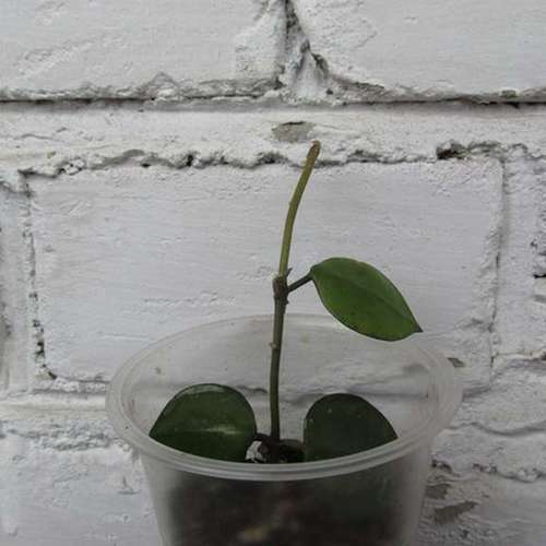 Хойя вогнутая (HOYA LACUNOSA)