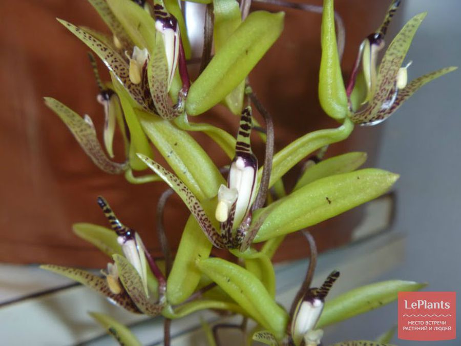 Cirrhaea