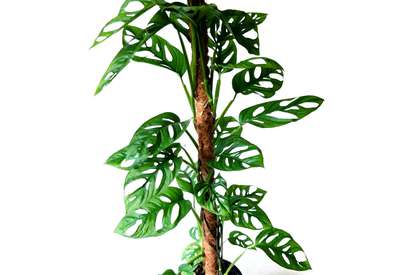 Изображение в саду