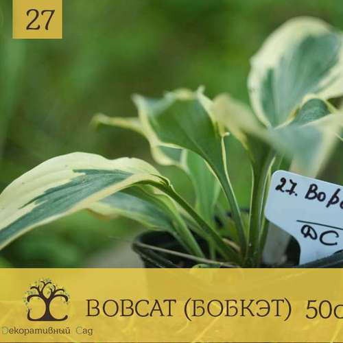 Хоста BOBCAT
