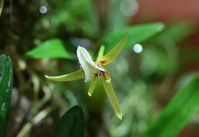 Encyclia polybulbon - цветок крупным планом