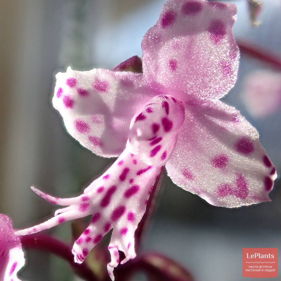 Stenoglottis