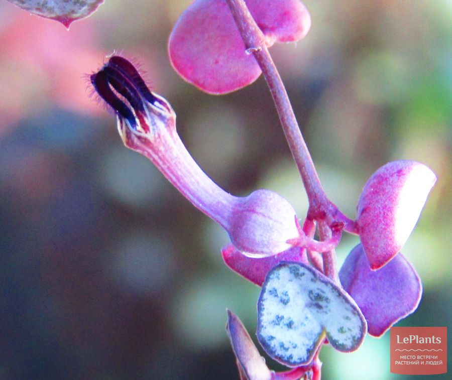 Ceropegia woodii