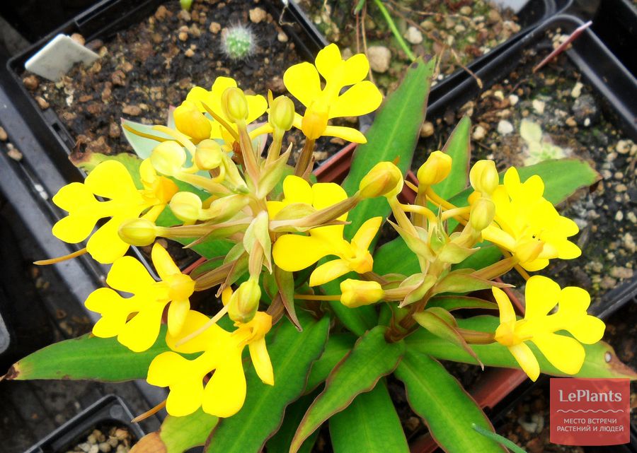 Habenaria rhodocheila