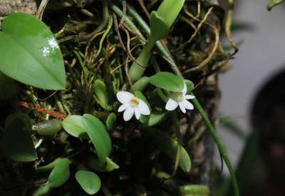 Cadetia wariana2 - 31.10.2015
