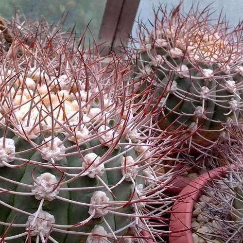 Кактусы, Gymnocalycium Pugionacanthum от Kohres